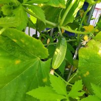 Augurk Vorgebirgstrauben (Cucumis sativus) zaden