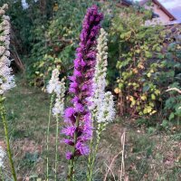 Liatris (Liatris spicata) zaden