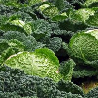 Savooiekool Bonner Advent (Brassica oleracea convar....