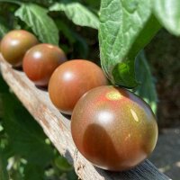 Cocktailtomaat Black Sweet Cherry (Solanum lycopersicum)...