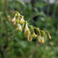 Vlezige hokjespeul / Huang-Qi (Astragalus membranaceus)...