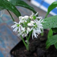 Daslook / wilde look (Allium ursinum) zaden