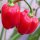 Caribbean Red Habanero (Capsicum chinense) chilipeper zaden