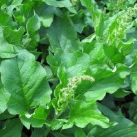 Goede Hendrik (Chenopodium bonus-henricus) zaden