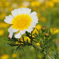 Eetbare chrysant / gekroonde ganzenbloem (Chrysanthemum...