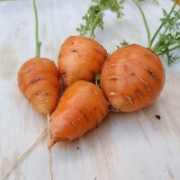 Wortel ossenhart Oxheart (Daucus carota) zaden