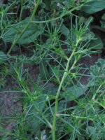 Barba Di Frate / Monniksbaard (Salsola soda) zaden