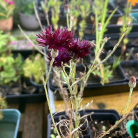 Donkerpaarse korenbloem Black Ball (Centaurea cyanus) zaden