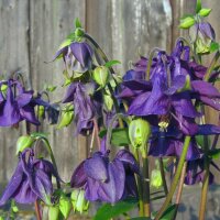 Wilde akelei (Aquilegia vulgaris) zaden