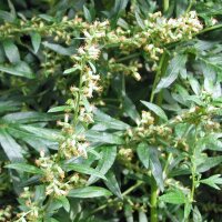 Bijvoet (Artemisia vulgaris) bio zaad