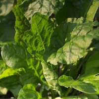 Eeuwige spinazie Erbette (Beta vulgaris ssp. vulgaris)...