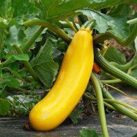Gele courgette Goldena (Cucurbita pepo) zaden