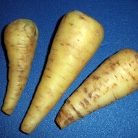 Kleurrijke wortel-mix (Daucus carota)